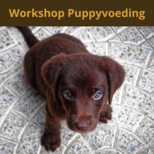 Workshop puppyvoeding