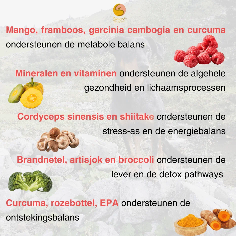 Power of Nature’s Beat – daily topper en multivitamine – voor een lang en gezond leven