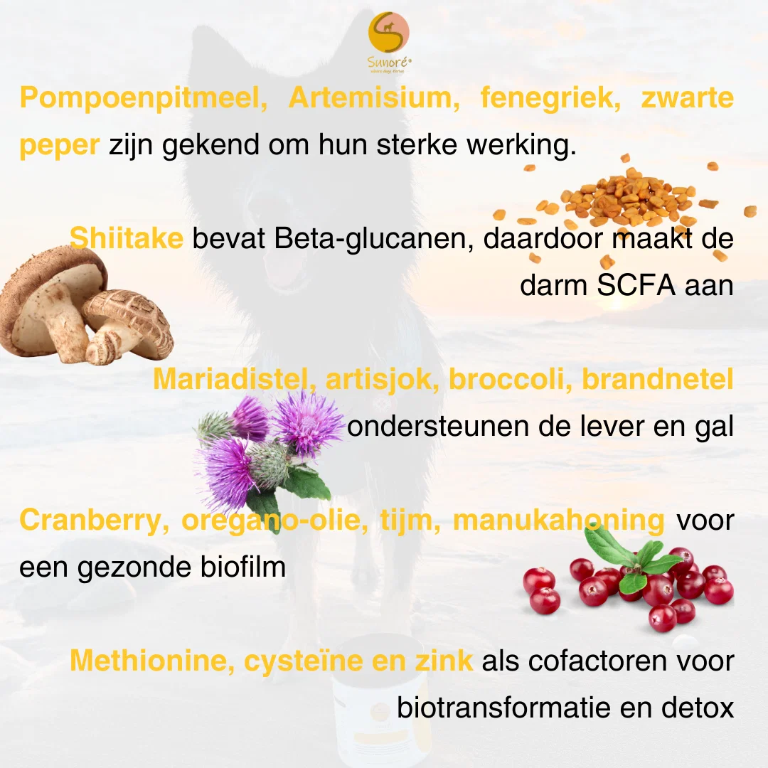 Power of Pureness – leverondersteuning en gezonde biofilm voor honden